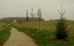 Jedle bělokorá ve stromořadí (Bohuslavice, 7.11.2014)
